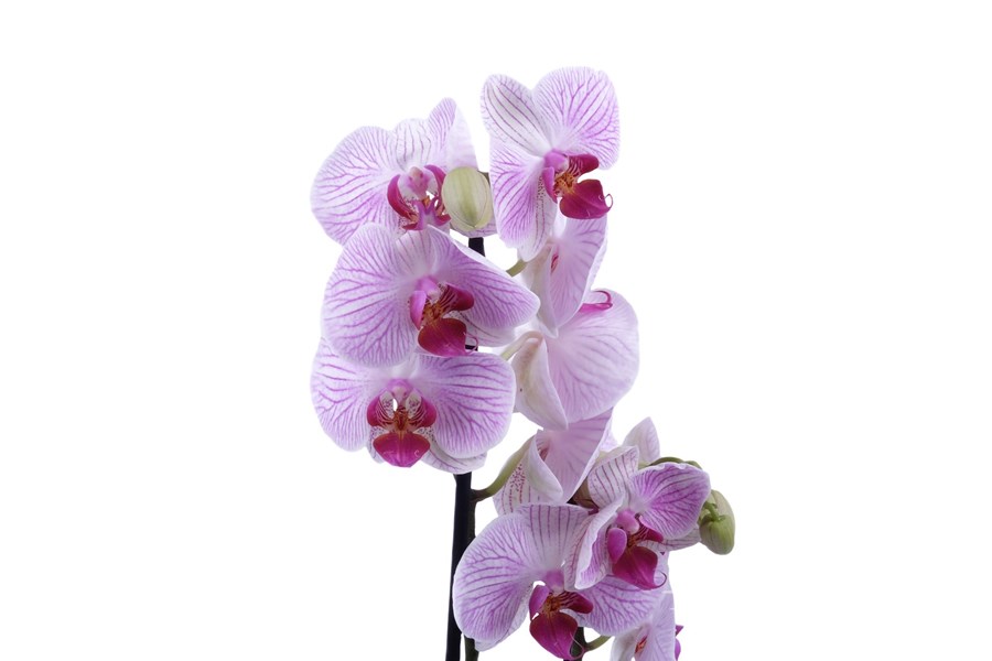 Орхидея в горшке Орхидея Фаленопсис белая с сиреневыми полосками 2ст